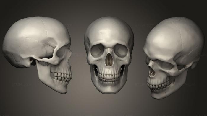 Анатомия скелеты и черепа (ЧЕРЕП 3D, ANTM_1281) 3D модель для ЧПУ станка